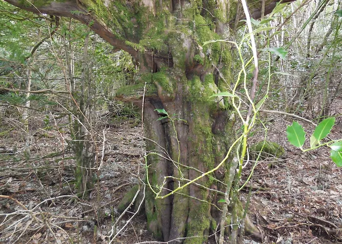 여관 Real La Pascasia